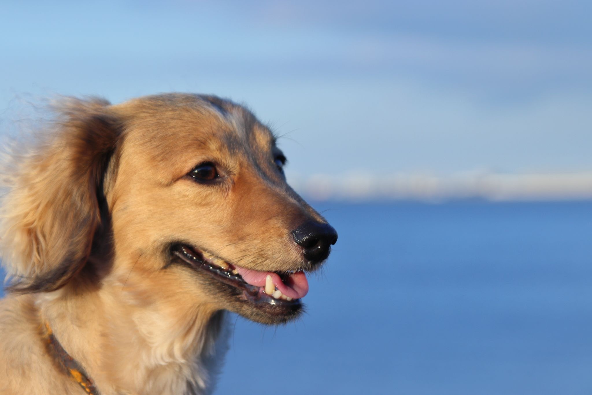 【オスにおすすめ】かっこいい犬の名前